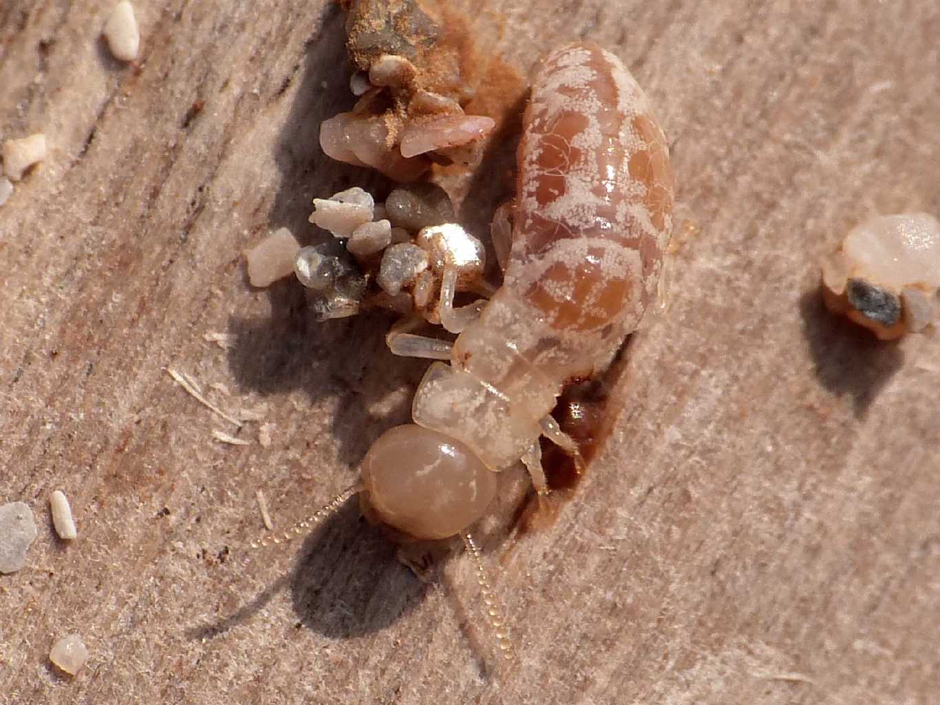 Kalotermes flavicollis a ridosso della spiaggia (?)